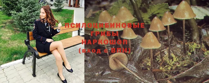 Псилоцибиновые грибы Psilocybe  купить закладку  Борзя 